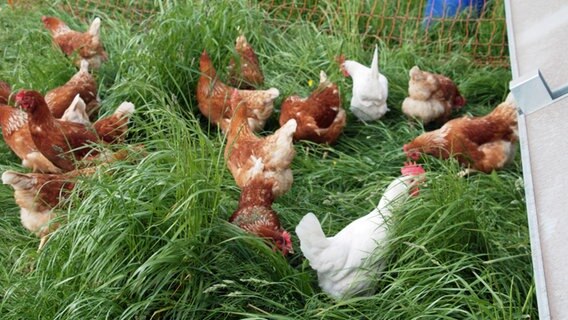 Einige Hühner picken im Gras. © NDR Foto: Corinna Below