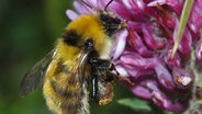 Eine Deichhummel auf einer Blüte in Nahaufnahme. © picture alliance/dpa/Stiftung Naturschutz Foto: Hannes Petrischak