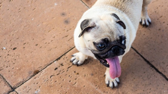 Ein kleiner Hund lässt seine Zunge aus dem Maul hängen. © imago images / YAY Images Foto: imago images / YAY Images