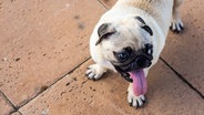 Ein kleiner Hund lässt seine Zunge aus dem Maul hängen. © imago images / YAY Images Foto: imago images / YAY Images