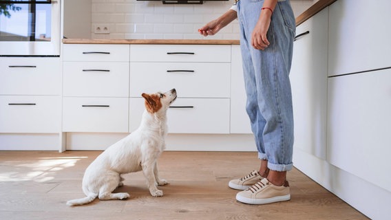 Ein Hund sitzt und schaut auf eine Hand, die ein Leckerli hält. © imago images / Westend61 