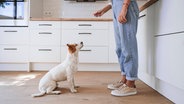 Ein Hund sitzt und schaut auf eine Hand, die ein Leckerli hält. © imago images / Westend61 
