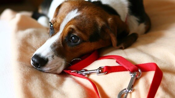 Ein Hund liegt auf dem Bett mit seiner Leine © picture-alliance/ dpa/dpaweb Foto: Carsten Rehder