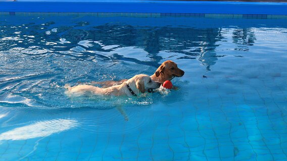 Zwei Labrodore schwimmen im großen Schwimmbecken des Satruper Freibads. © NDR Foto: Paulina Artinger