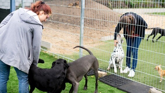 Zwei Hundebesitzerinnen stehen mit ihren Vierbeinern an einem Zaun.  Foto: Lennart Richter