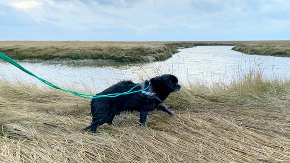 Der 15 Jahre alte Jack Russel-Pekinese-Mix Moritz streunt an der Leine durch den Nationalpark vor St. Peter-Ording. © Schutzstation Wattenmeer Foto: Rainer Schulz
