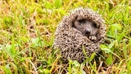 Ein eingeigelter Igel liegt auf einer Wiese. © Imago 
