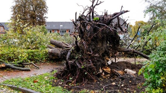 Sturmschaden: Ein entwurzelter Baum liegt auf einem Gehweg in Schwentinental bei Kiel. © dpa Foto: Frank Molter