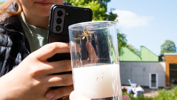Eine Schülerin hält ihr Smartphone auf ein Glas mit einer Biene darin. © NDR Foto: Lisa Pandelaki