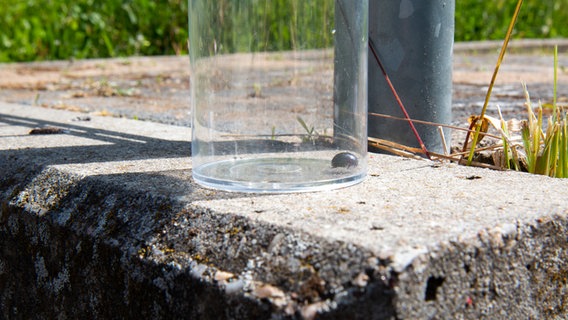 Ein scharz schimmernder Käfer in einem Fangbehälter. © NDR Foto: Lisa Pandelaki