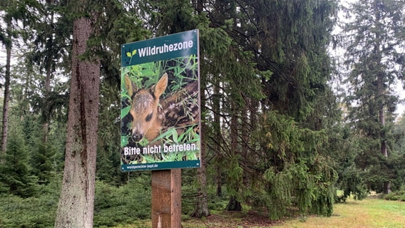 Ein Schild mit der Aufschrift "Wildruhezone" steht im Wald. © Lena Haamann Foto: Lena Haamann