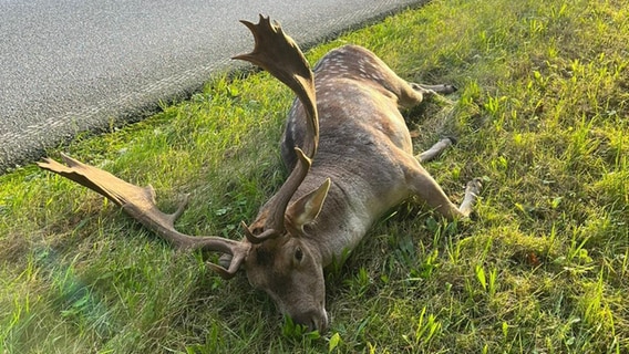 Ein angefahrener Hirsch liegt tot neben der Bundesstraße im Gras. © Lena Haamann Foto: Lena Haamann