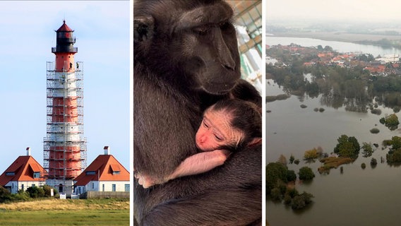 Ein Bildcollage zeigt den Leuchtturm Westerhever, eine Affenmutter die ihr Kind im Arm hält und eine Drohnenaufnahme der Sturmflut in SH. © NDR 