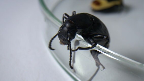 Ein Käfer klettert über einen Glasrand © NDR Foto: NDR