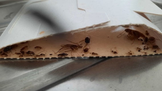 Zahlreiche Kakerlaken befinden sich unter einem Stück Pappe.  Foto: anonym