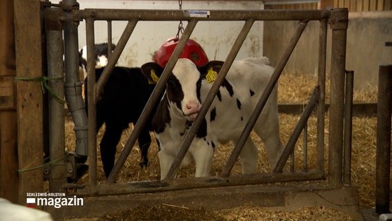 Ein Kalb steht in einem Stall. © NDR 