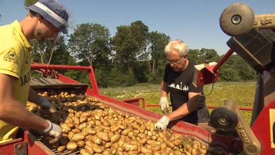 Zwei Landwirte kontrollieren frisch geerntete Kartoffeln. © NDR 