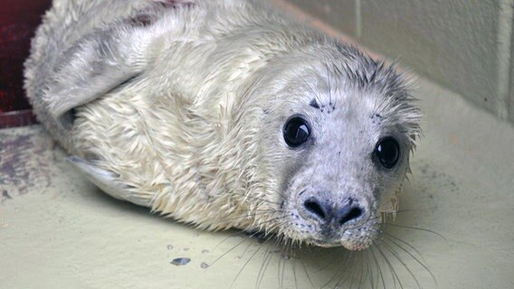 The gray seal is in quarantine at the sealing station in Friedrichskug.  © Seehundstation Friedrichskoog eV Photo: Tanya Rosenberger