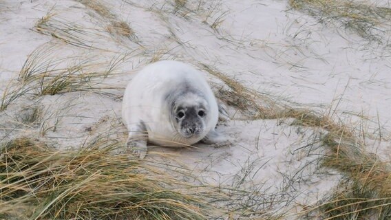 Ein Kegelrobben-Jungtier liegt auf einer Sanddüne auf Helgoland. © NDR Foto: Janina Harder