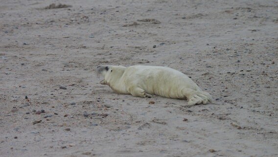 Kegelrobben-Baby liegt allein am Strand auf Helgoland © NDR Foto: Laura Albus