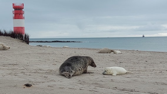 Mehrere Kegelrobben liegen am Strand auf Helgoland. © NDR Foto: Laura Albus