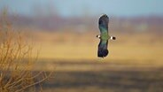 Ein Kiebitz im Flug © M. Varesvuo/ WILDLIFE Foto: M. Varesvuo/ WILDLIFE