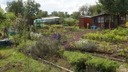 Ein Blick in einen Schrebergarten © picture alliance / Zoonar Foto: Peter Himmelhuber