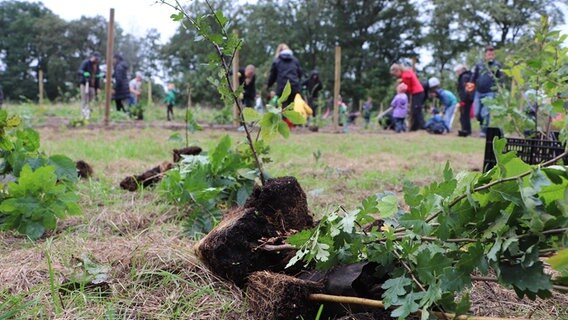 In Bönningstedt wird ein neuer Wald gepflanzt. In Bönningstedt wird ein neuer Wald gepflanzt. © NDR Foto: Tobias Senff