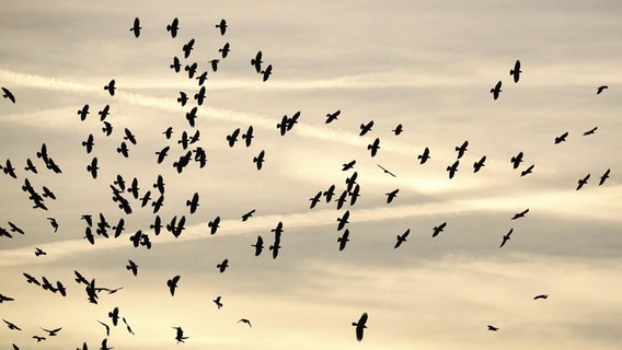 Viele Vögel auf einem Haufen fliegen in der Luft. © picture alliance / imageBROKER | Anette Jäger Foto: Anette Jäger