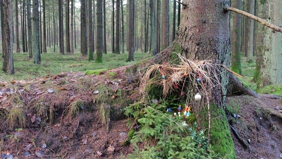 Eine Krippe steht im Wald, versteckt in einer Nische. © NDR Foto: Laura Albus