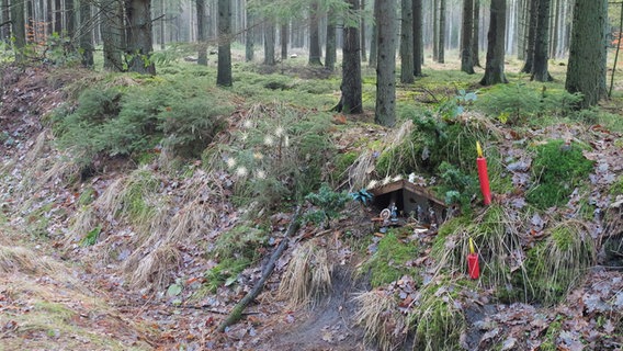 Eine Krippe steht im Wald, unter Laub und Moos verborgen. © NDR Foto: Laura Albus