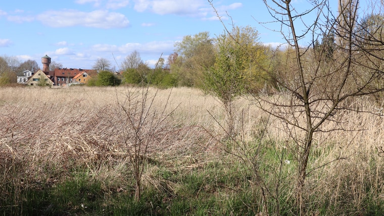 Ein Feld nahe der Krückau. © NDR Foto: Corinna Below