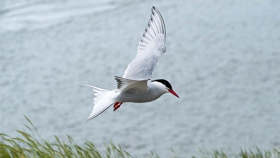 Eine Küstenseeschwalbe fliegt tief an der Nordseeküste. © picture alliance / Zoonar | Georg A 