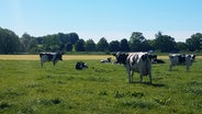 Kühe auf einer Weide © NDR Foto: Fabian Weißhaupt