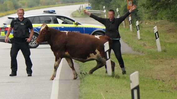 Eine Kuh steht auf dem Grünstreifen neben der Fahrbahn auf der A210 Kreuz Rendsburg und Bredenbek. © Daniel Friederichs Foto: Daniel Friederichs