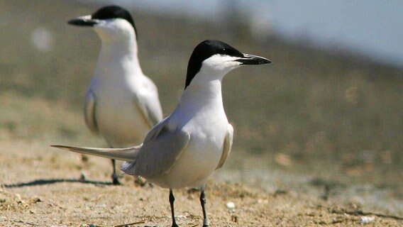 Zwei Lachseeschwalben stehen auf dem Strand ©  The United States Fish and Wildlife Service - Creative Commons Foto: Eric Kershner/ The United States Fish and Wildlife Service