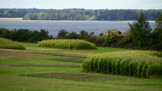 Ein Feld mit Maisanbau vor einem Gewässer. © NDR Foto: Screenshot NDR