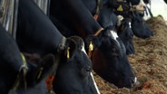 Zahlreiche Kühe bei der Fütterung. © NDR 