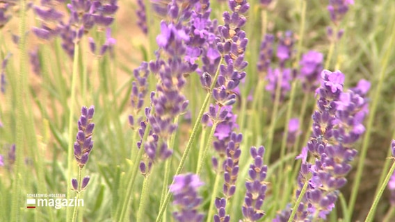 Blühender Lavendel. © NDR 
