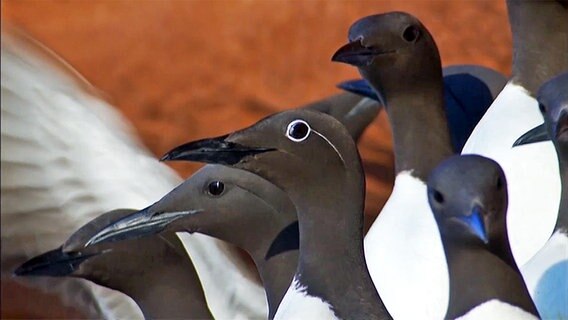 Mehrere Trottelummen sitzen auf dem Fels auf Helgoland © NDR 