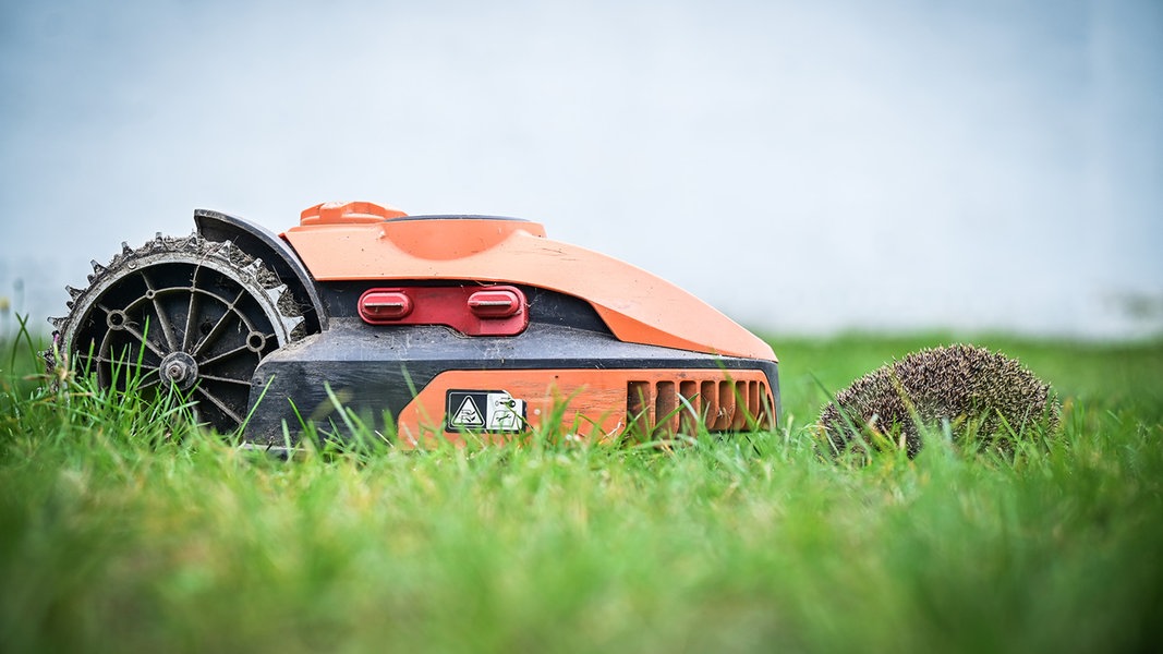 Warum Igel bedroht sind – und was Mähroboter damit zu tun haben