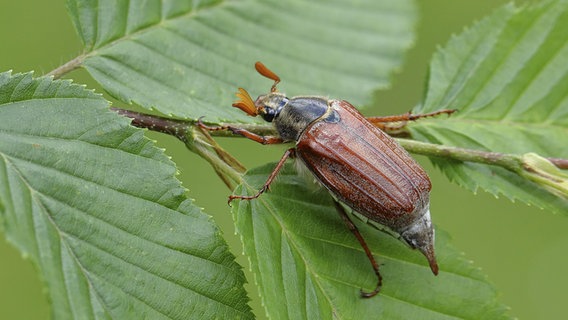 Der Waldmaikäfer auf einem Blatt. © picture alliance / imageBROKER Foto: Burkhard Sauskojus
