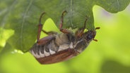 Ein Maikäfer, der sich von einem Blatt in einer Eiche ernährt © picture alliance / imageBROKER Foto: alimdi / Arterra / Sven-Erik Arn