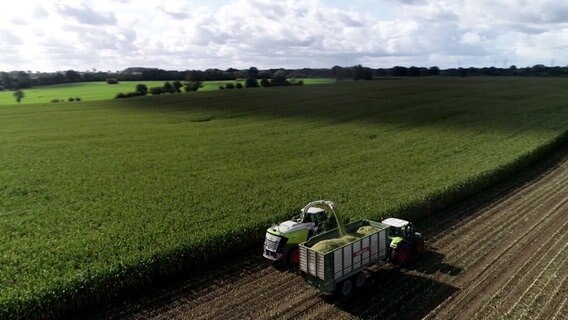 Erntemaschinen fahren über ein Mais-Feld. © NDR 