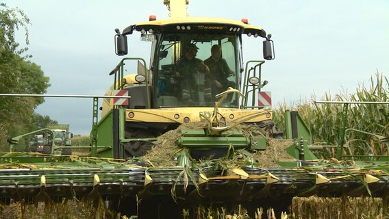 Landwirte fahren mit Maishäckslern über ein Feld.  