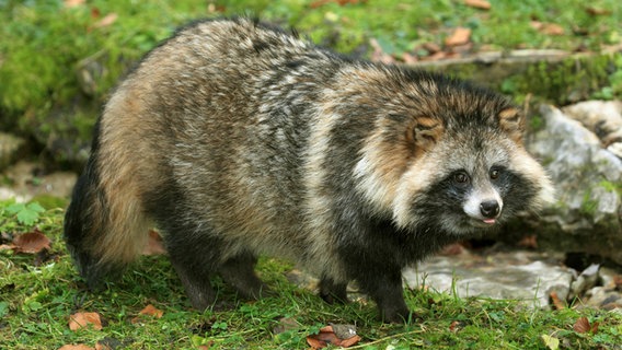 Marderhund, Enok, Seefuchs (Nyctereutes procyonoides), steht am Rand eines Baches im Gras. © picture alliance / blickwinkel / W Foto: W. Layer