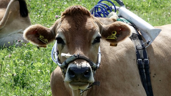 Kühe werden mit einer besonderen Ausrüstung versehen, um den Ausstoß von Methan zu messen. © picture-alliance Foto: Carsten Rehder