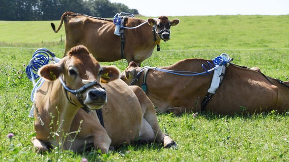 Kühe werden mit einer besonderen Ausrüstung versehen, um den Ausstoß von Methan zu messen. © picture-alliance Foto: Carsten Rehder