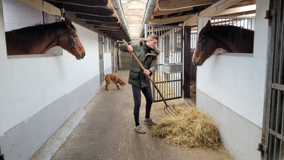 Tjade Carstensen steht im Stall und versorgt ein Pferd mit Heu. Tjade Carstensen steht im Stall und versorgt ein Pferd mit Heu. © NDR Foto: Frank Goldenstein
