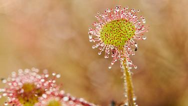 Ein Makroaufnahme zeig eine Moorpflanze im Sonnentau. © picture alliance / Zoonar Foto: Olaf Juergens